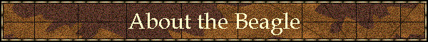 About the Beagle